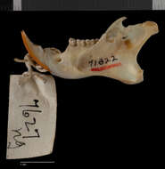 Image of Sciurus aureogaster nigrescens Bennett 1833