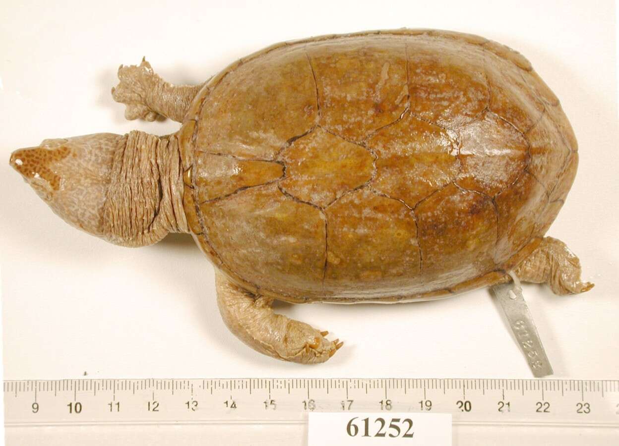 Image of Herrara’s Mud Turtle