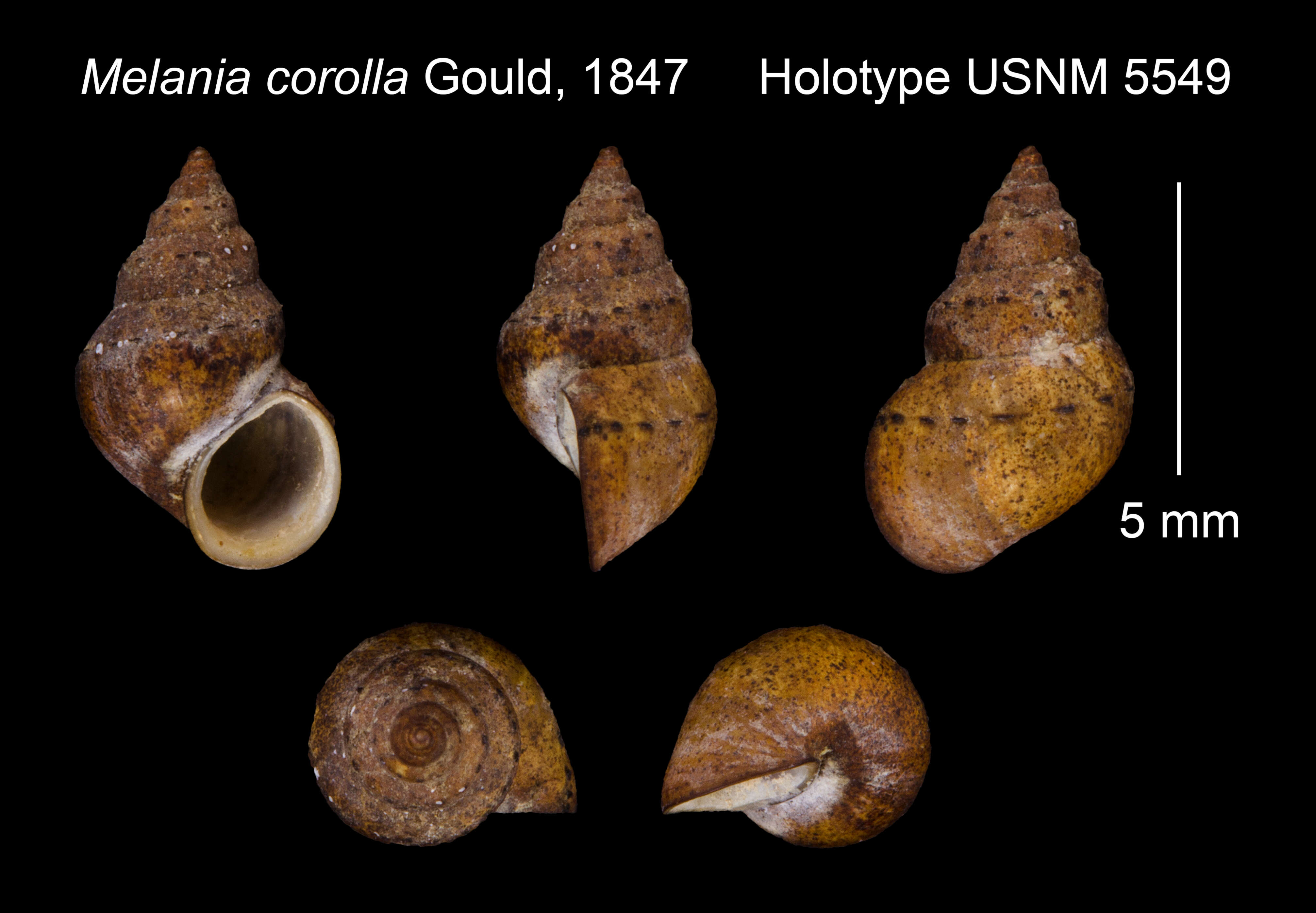 Image de Melania corolla A. Gould 1847