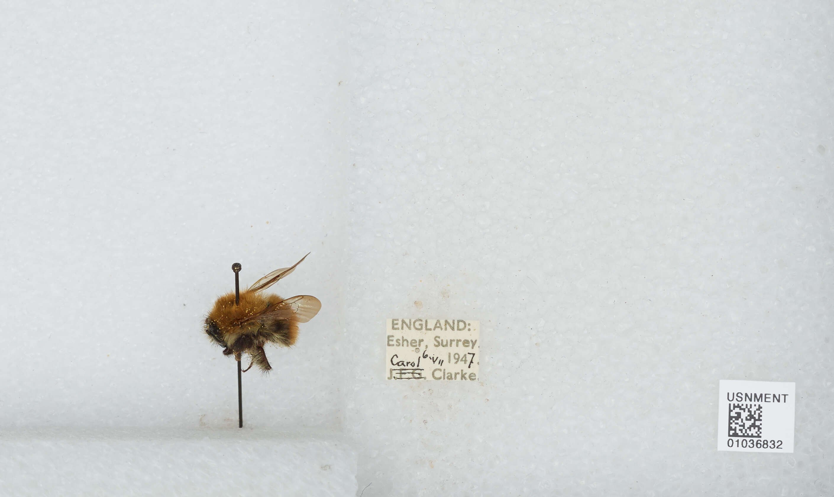 Image of Common carder bumblebee