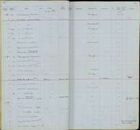 Plancia ëd Rhytipterna holerythra holerythra (Sclater, PL & Salvin 1860)