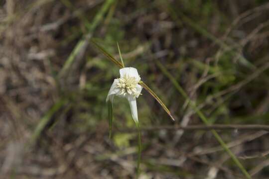 Image of starrush whitetop