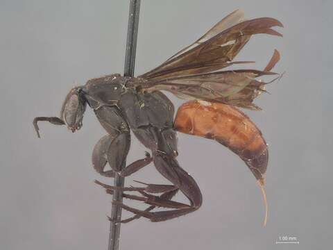 صورة Notoplaniceps Bradley 1944