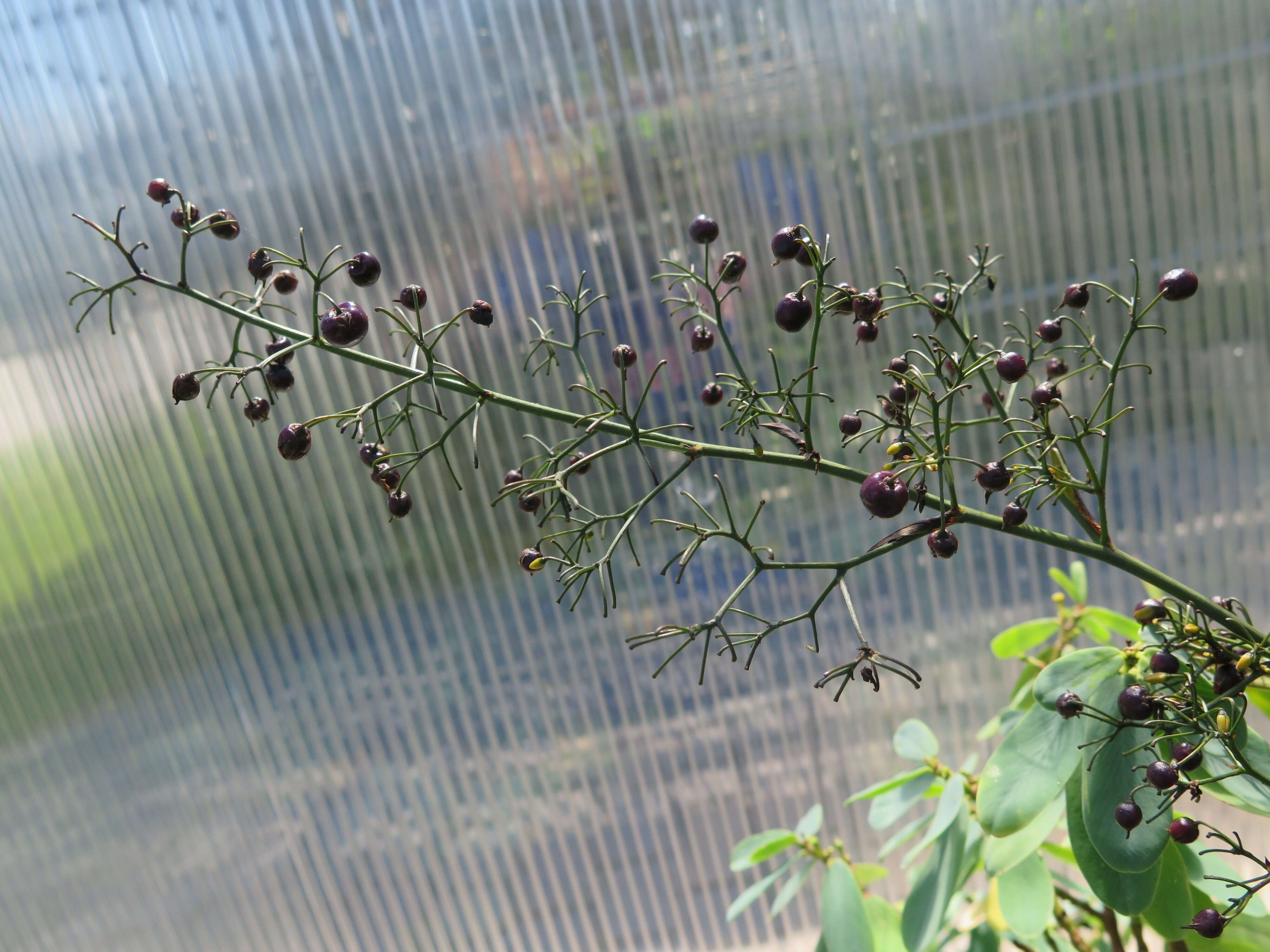 Image of Euphorbia celastroides Boiss.