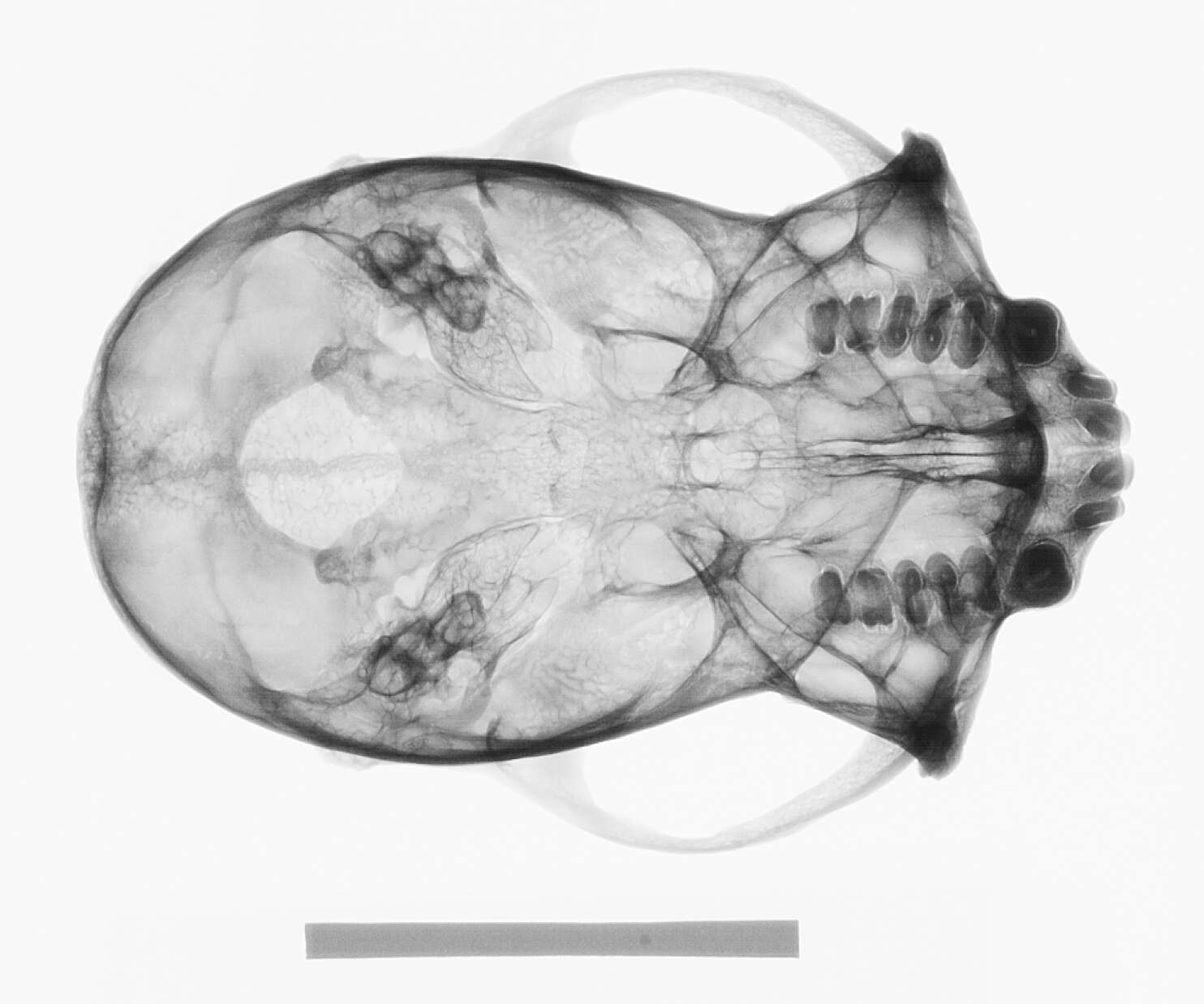 Image of White-fronted Capuchin