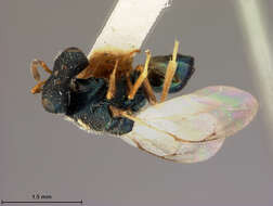 Image of Halticoptera laticeps Ashmead 1904