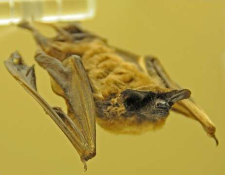 Image of Tadarine Free-tailed Bats