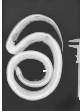 Image of Common Kingsnake