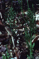 Image of field horsetail