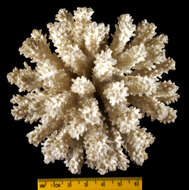 Image of Staghorn coral