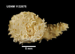 صورة Trachythyone bouvetensis (Ludwig & Heding 1935)