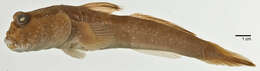 Image of Giant mudskipper
