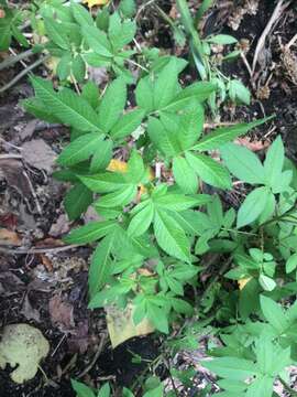 Plancia ëd Tagetes nelsonii Greenm.