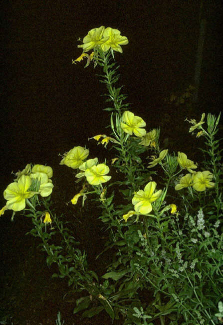 Image of redsepal evening primrose