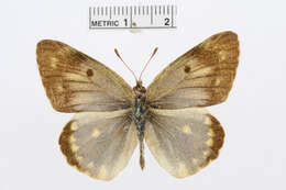 Image of Colias chlorocoma Christoph 1888