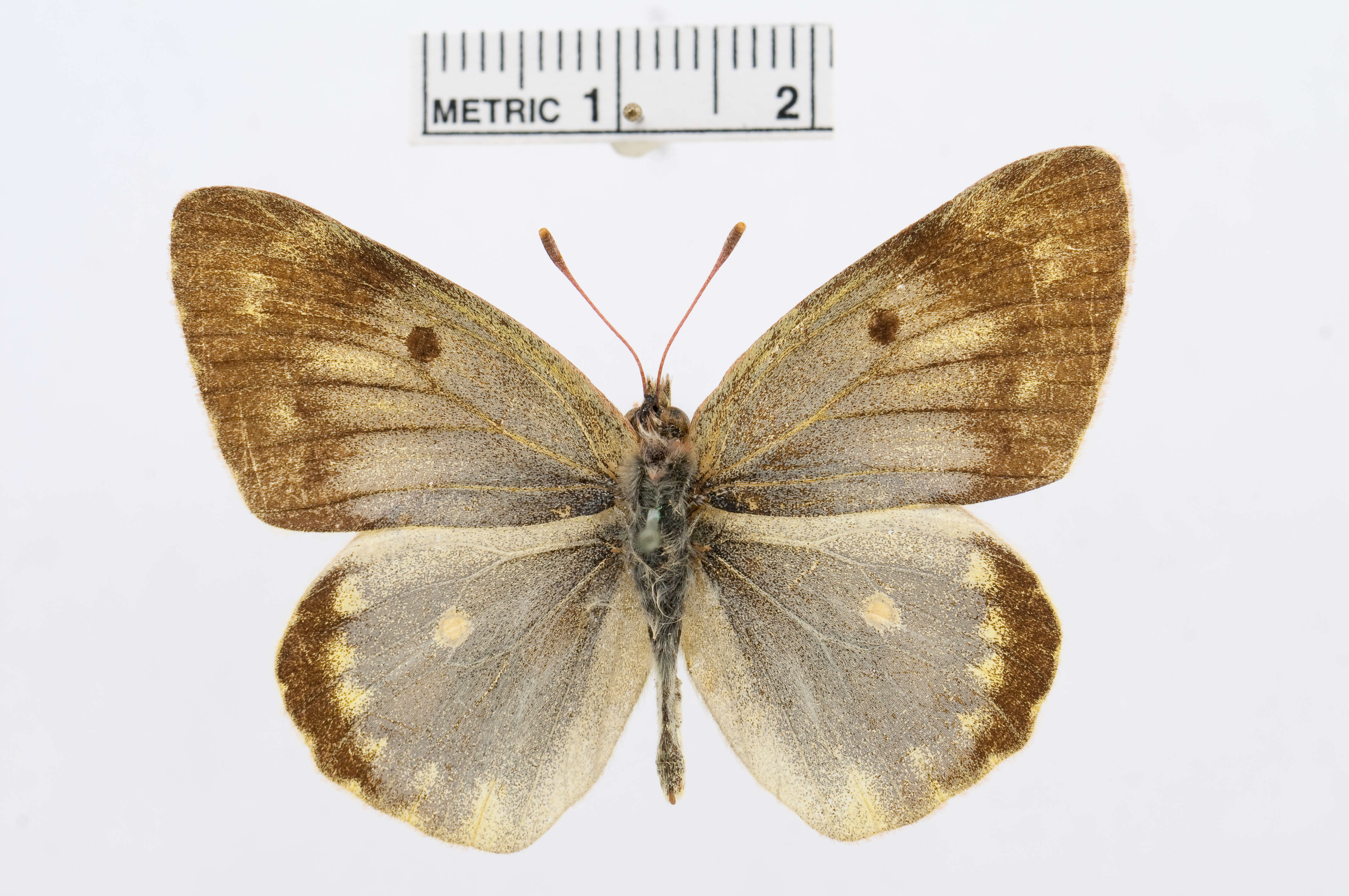 Image of Colias chlorocoma Christoph 1888