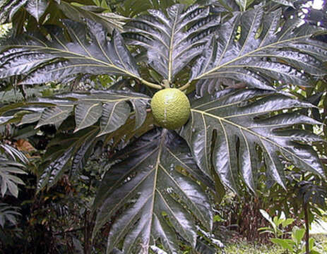 Image of Breadfruit Tree