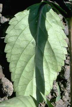 Image of light-blue snakeweed