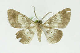 Image de Physocleora albibrunnea Warren 1906