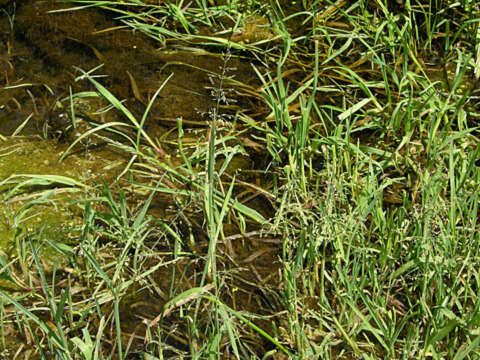 Image of whorlgrass