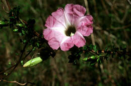 Слика од Ipomoea eggersii (House) D. F. Austin