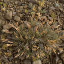 Imagem de Bromus setifolius J. Presl