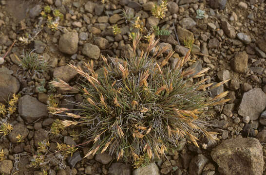 Bromus setifolius J. Presl resmi