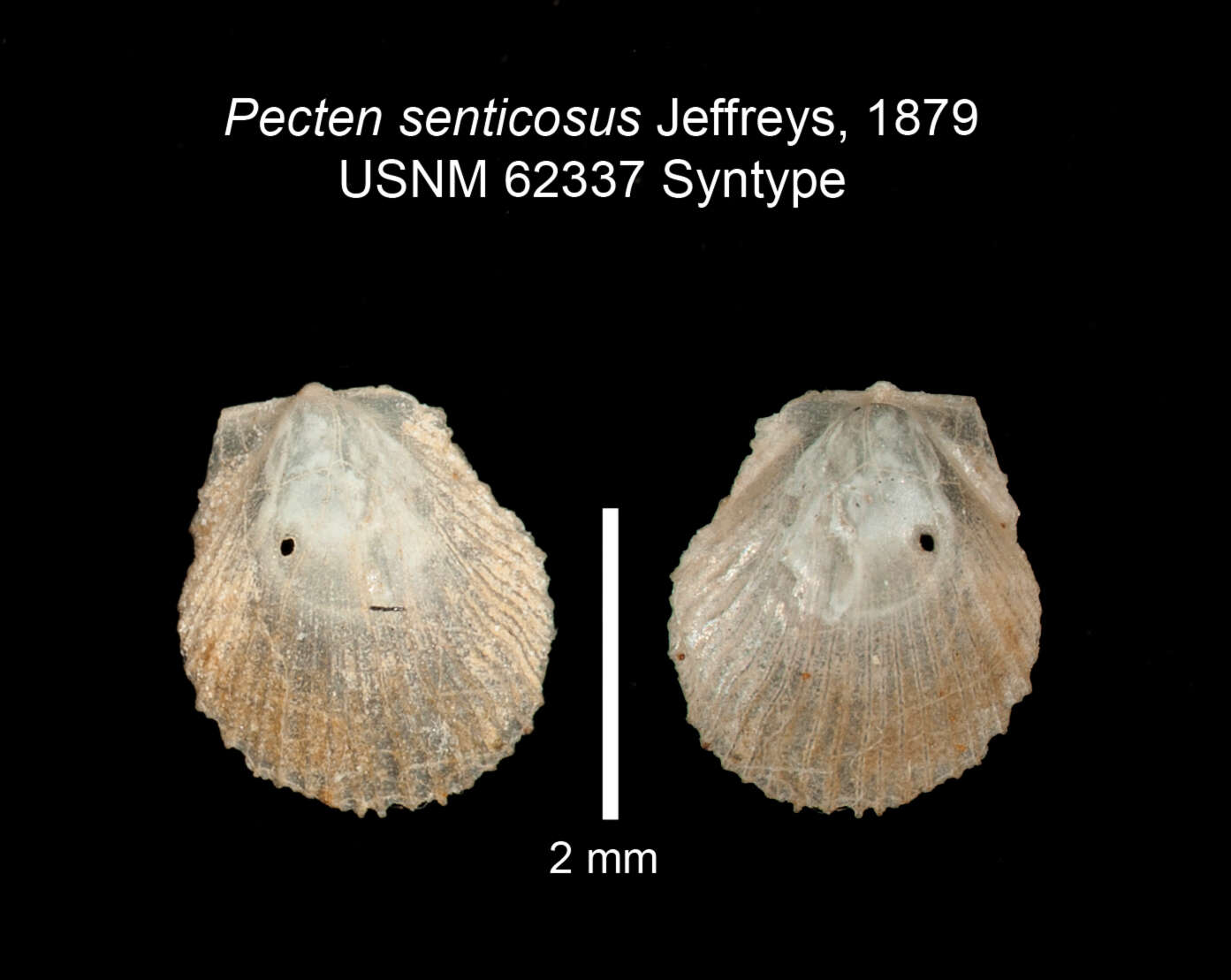 Image of hunchback scallop
