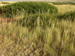 Imagem de Stipa capillata L.