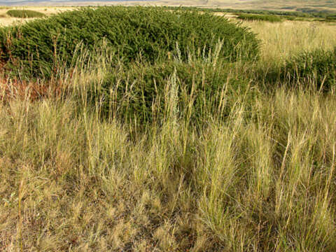 Image of dwarf feather grass