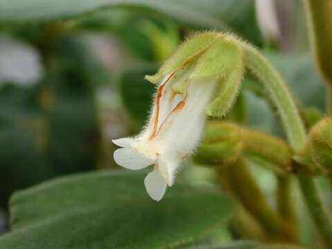 Image of Cyrtandra tahuatensis Fosberg & Sachet