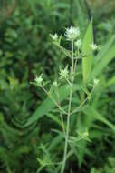 Image of Appalachian Mountain-Mint