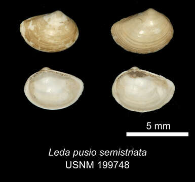 Yoldiella semistriata (Jeffreys 1879)的圖片