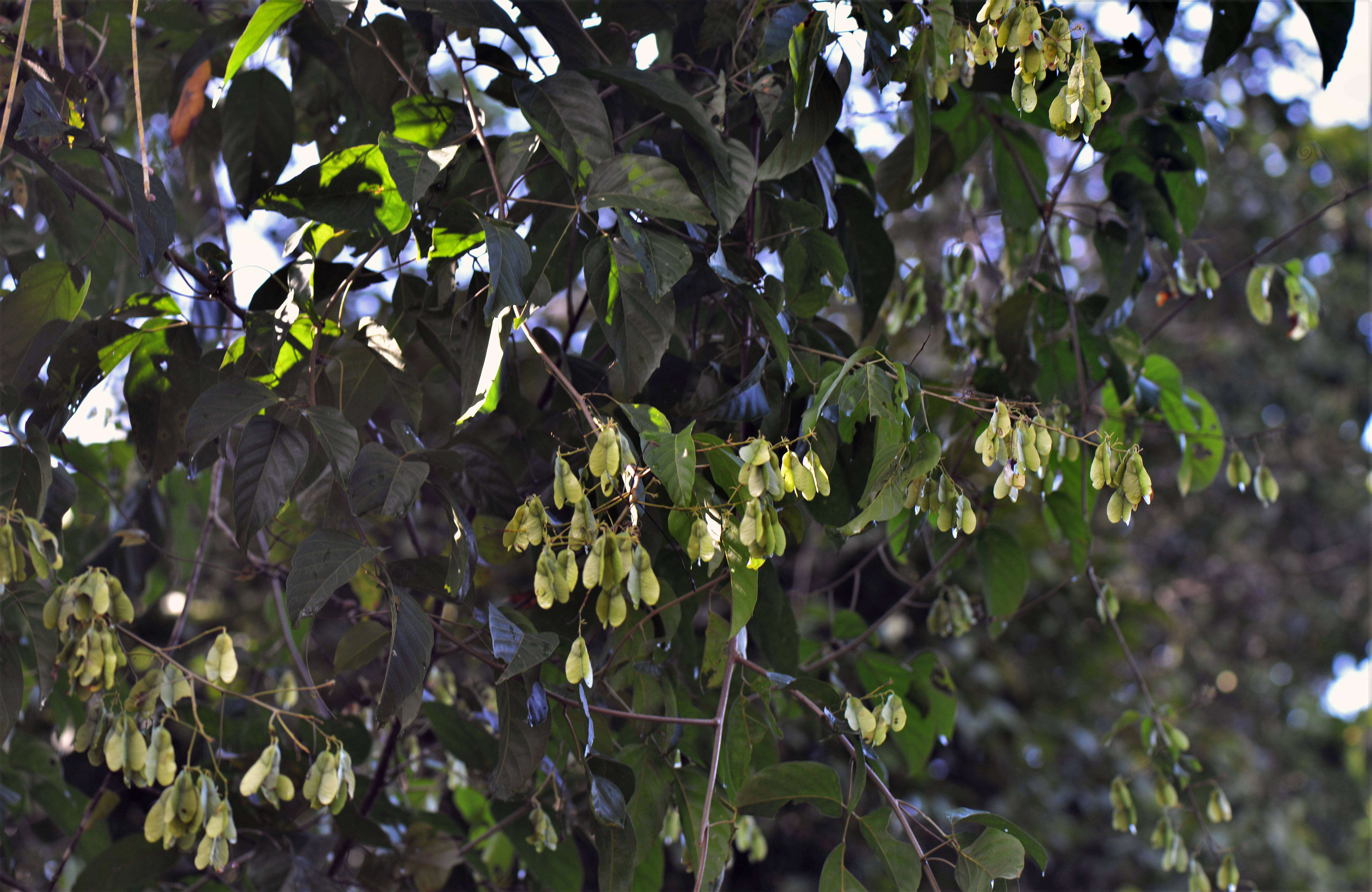 Image of Thinouia myriantha Triana & Planch.