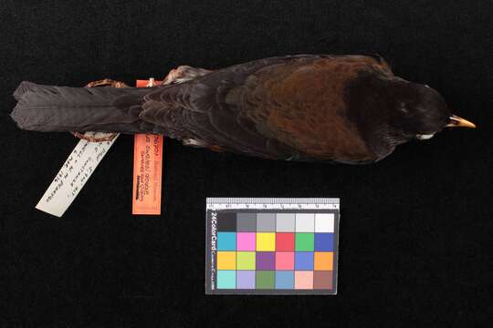 Image of Turdus swalesi dodae Graves, GR & Olson 1986