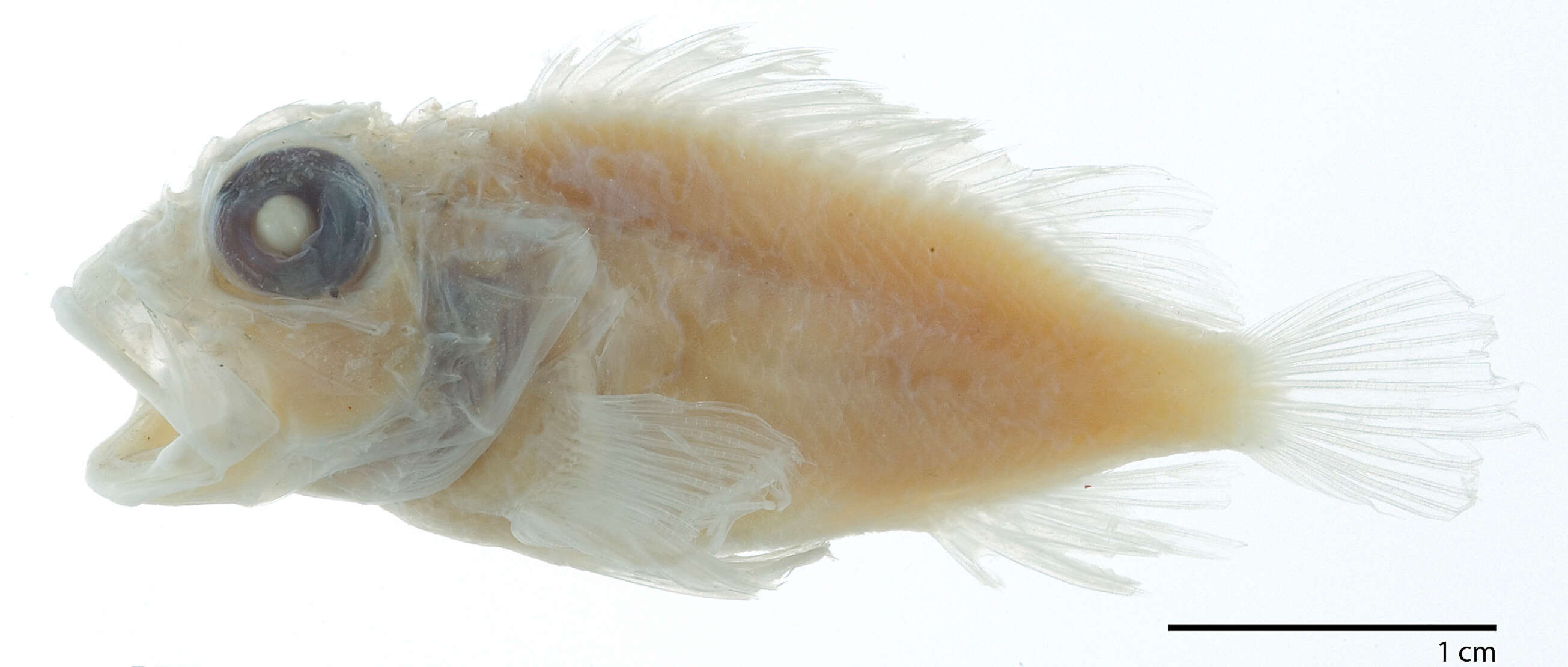 Image of McAdams scorpionfish
