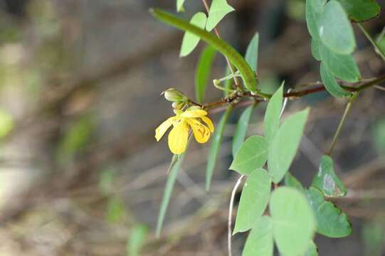 Image of septicweed