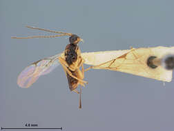 Image of Phaenocarpa californica Fischer 1974