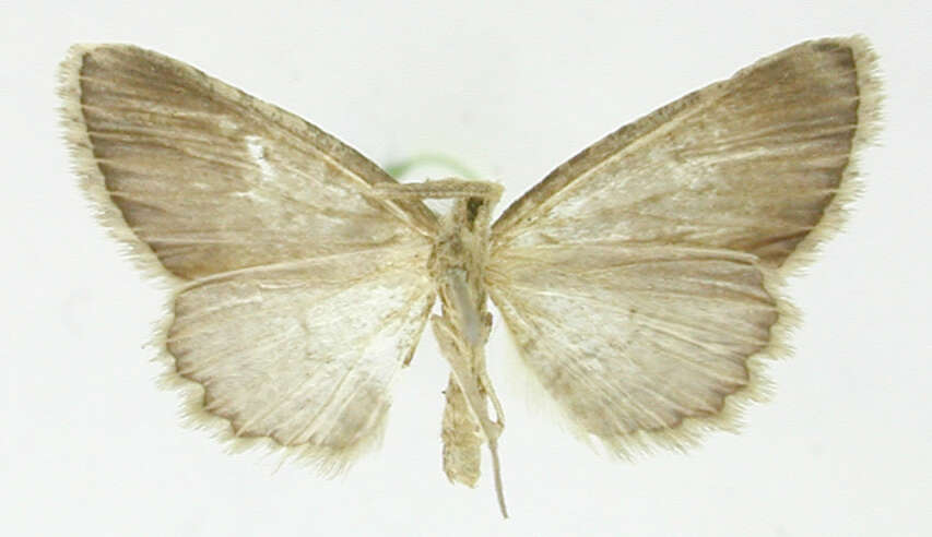 Image de Physocleora strigatimargo Dognin 1916