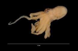 Image of Common octopus