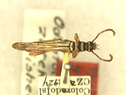Image of Odontocera zeteki Fisher 1930
