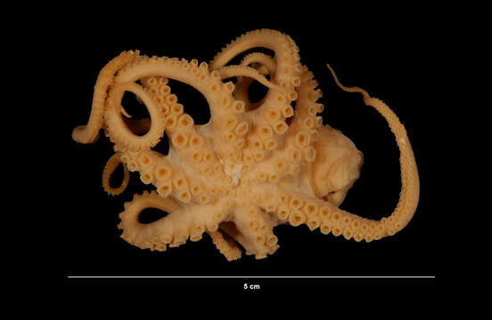 Image of Joubin's octopus