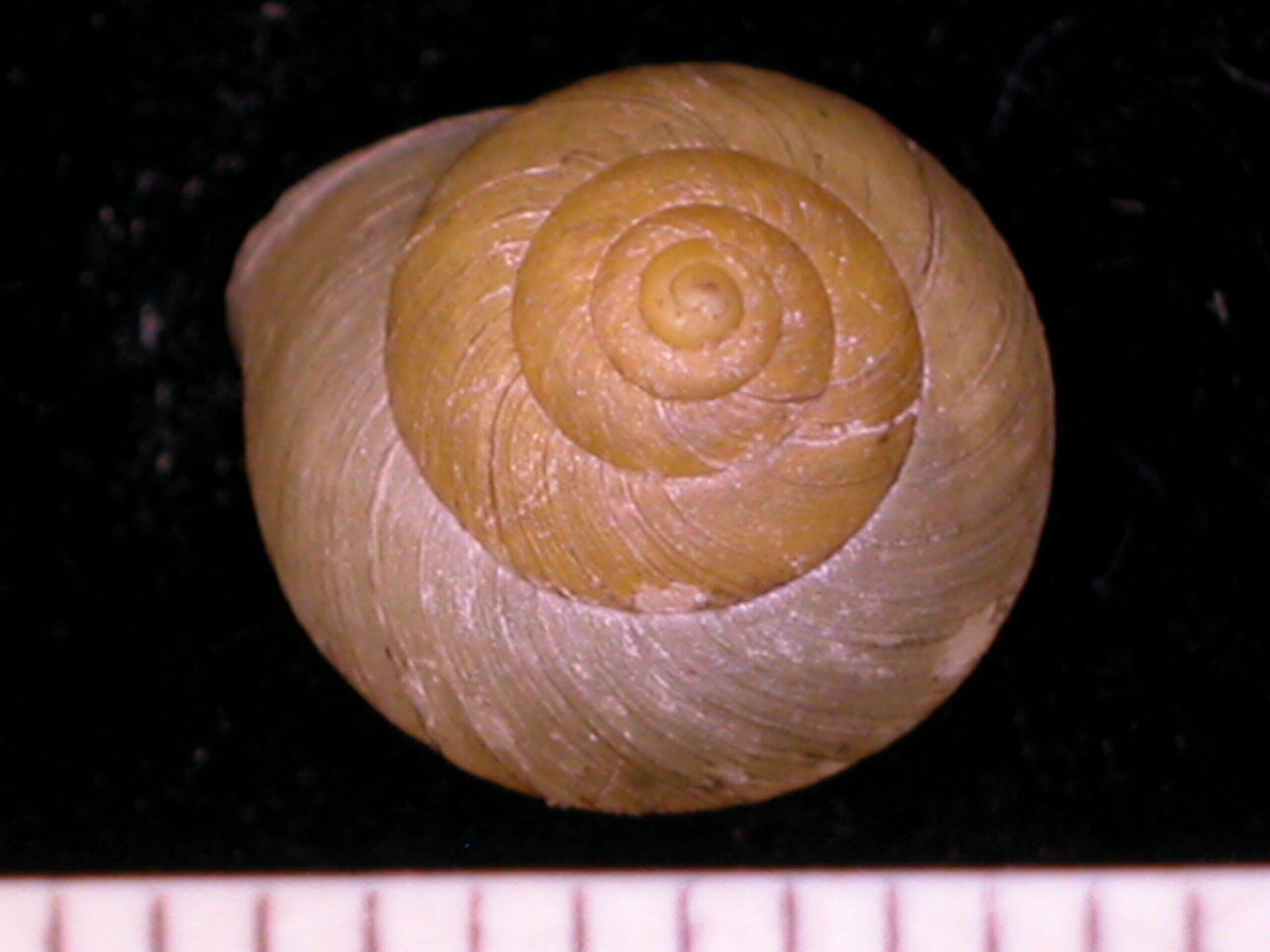 Image of <i>Geophorus trochaceus</i>