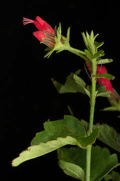 Image of Hibiscus peripteroides P. A. Fryxell