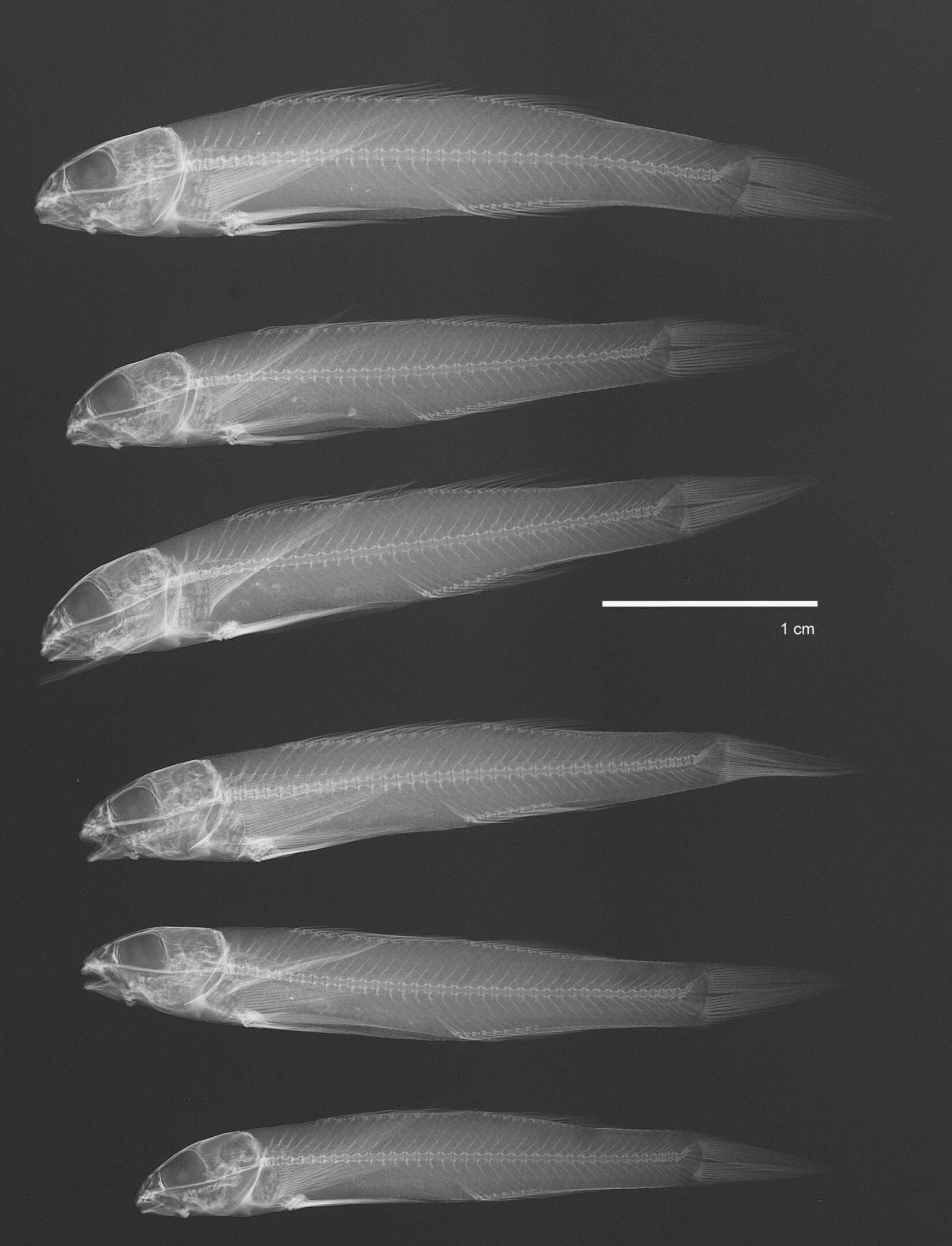 Image de Etheostoma rupestre Gilbert & Swain 1887