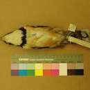 Image of Garrulax pectoralis melanotis Blyth 1843