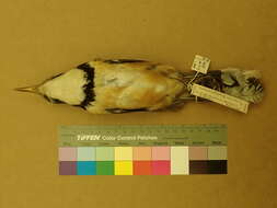 Image of Garrulax pectoralis melanotis Blyth 1843