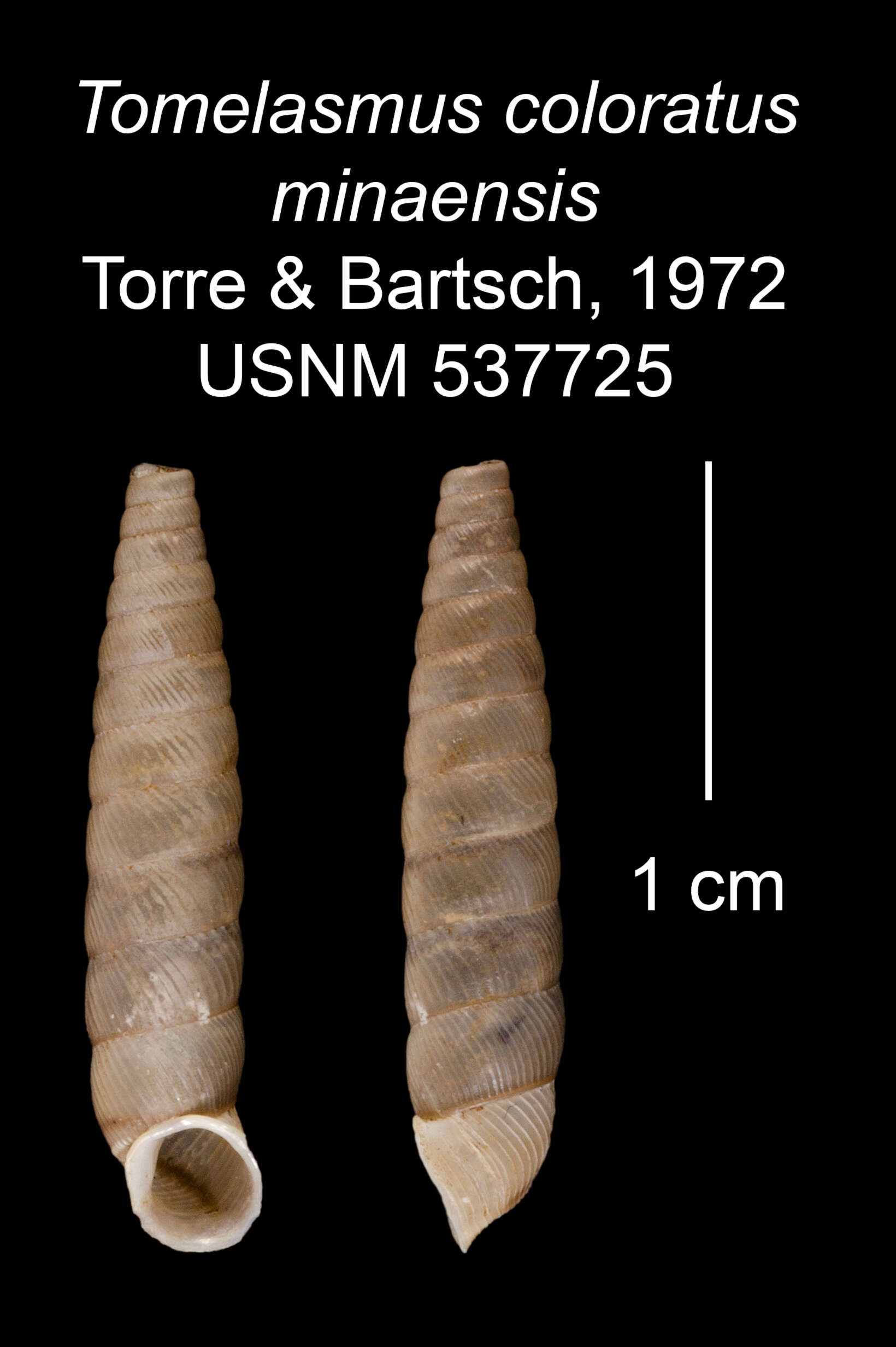 Imagem de Tomelasmus coloratus minaensis C. Torre & Bartsch 1972