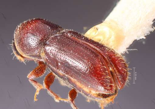 Image of Pityophthorus occidentalis Blackman 1920