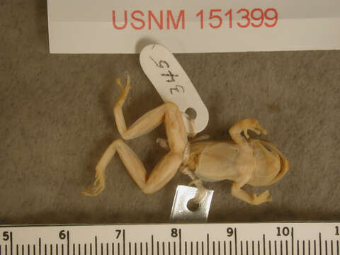 Image of Pristimantis moro (Savage 1965)